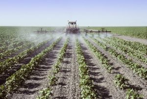 21399039 - crop sprayer spraying young cotton plants in a field in the san joaquin valley, california